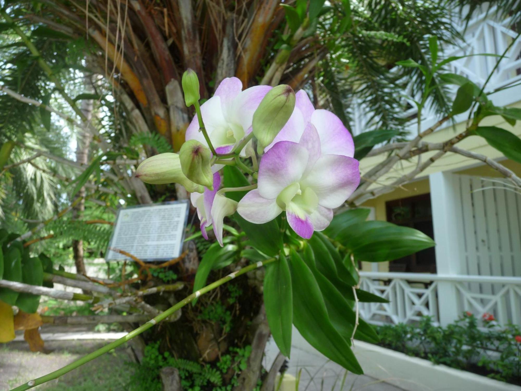 Buccaneer Beach Club Dickenson Bay Buitenkant foto