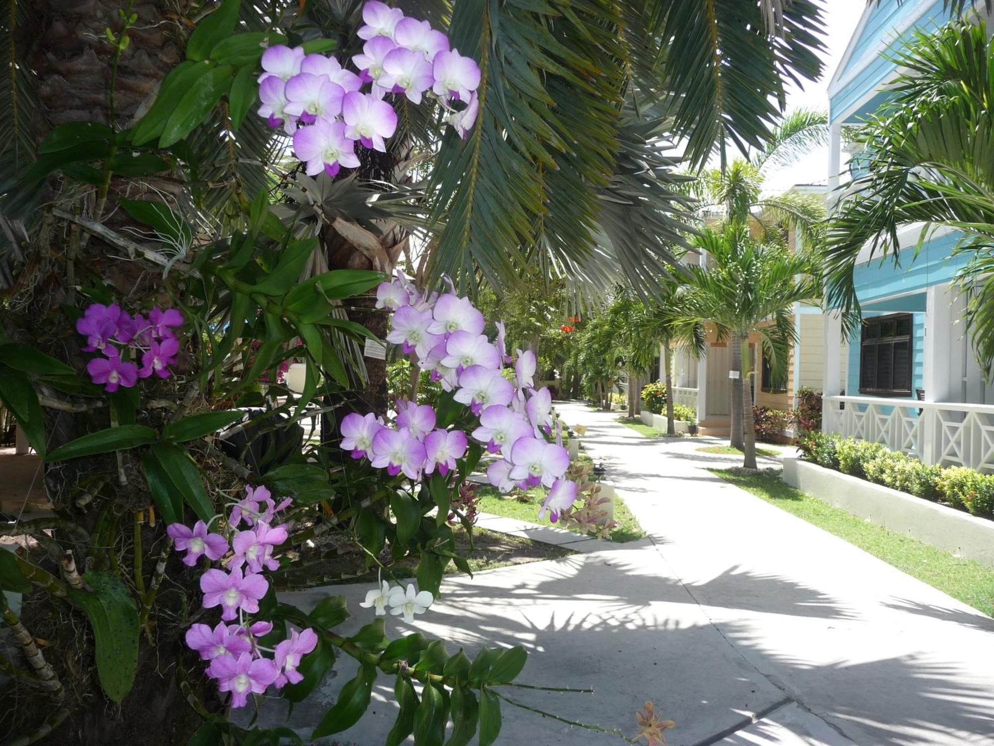 Buccaneer Beach Club Dickenson Bay Buitenkant foto